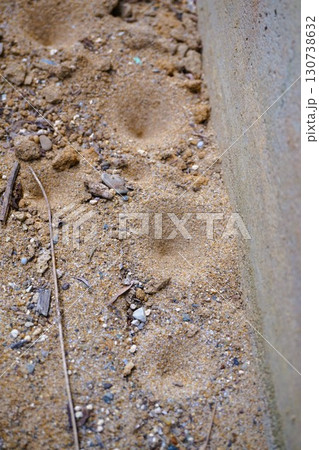 アリジゴクの巣　アリジゴク　ウスバカゲロウ　幼虫 130738632