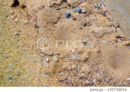 アリジゴクの巣 アリジゴク ウスバカゲロウ 幼虫 アリジゴクの巣 アリジゴク ウスバカゲロウ 幼虫 130738634