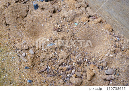 アリジゴクの巣　アリジゴク　ウスバカゲロウ　幼虫 130738635