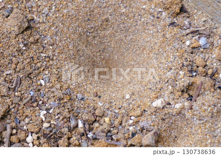 アリジゴクの巣　アリジゴク　ウスバカゲロウ　幼虫 130738636