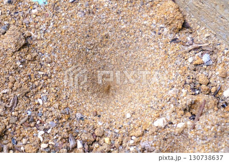 アリジゴクの巣　アリジゴク　ウスバカゲロウ　幼虫 130738637