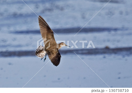 Solitary Sandpiper, Tringa solitaria, in flight 130738710