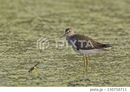 Lesser Yellowlegs, Tringa flavipes, relaxed in marsh 130738711