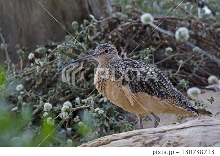 Long-billed Curlew, Numenius americanus, by the shore 130738713
