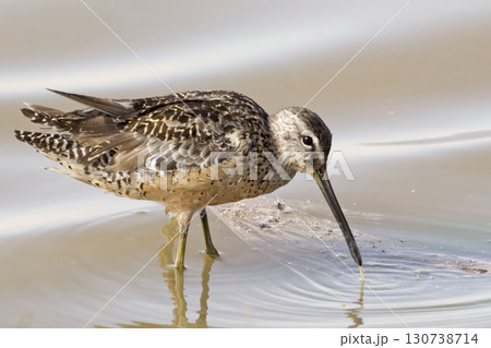 Long-billed Dowitcher, Limnodromus scolopaceus, feeding in water 130738714