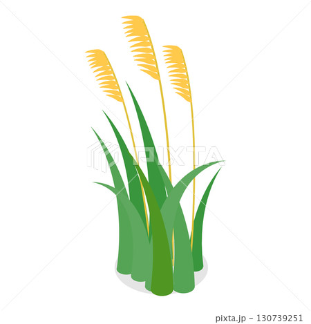 3D Isometric Flat Vector Set of Lake Aquatic Plants, Marsh Reed. Item 8 130739251