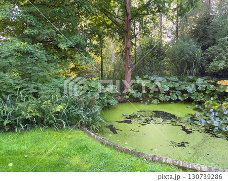 Enlgish green garden with water pound and multpiple type of trees and plants Enlgish green garden with water pound and multpiple type of trees and plants 130739286