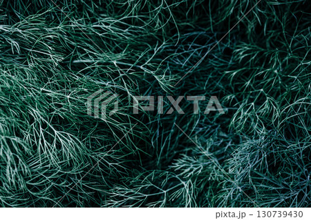 fresh green dill background. fresh green dill texture. 130739430