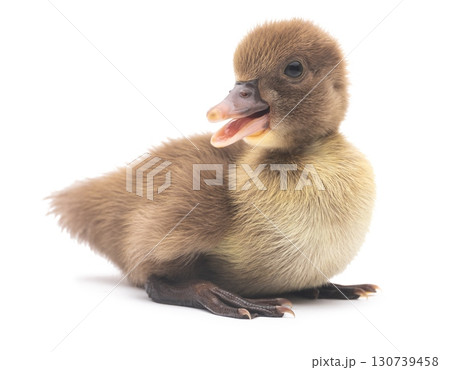 Cute little newborn fluffy duckling. One young duck isolated on a white background. 130739458