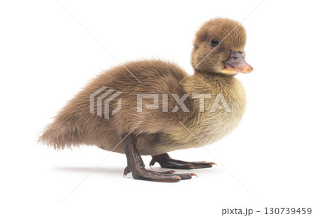 Cute little newborn fluffy duckling. One young duck isolated on a white background. Cute little newborn fluffy duckling. One young duck isolated on a white background. 130739459
