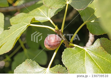 Ripe fig fruit on branch closeup 130739510