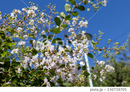 薄ピンク色のサルスベリの花 薄ピンク色のサルスベリの花 130739705