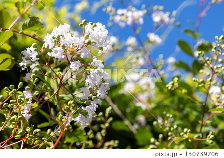 薄ピンク色のサルスベリの花 130739706