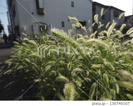 朝日に輝くエノコログサの穂、都会の片隅で見つける自然 130740107