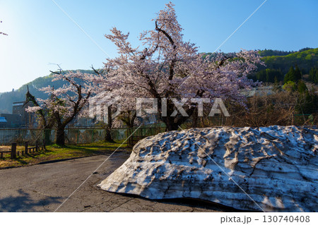250426西大滝ダムの桜 250426西大滝ダムの桜 130740408