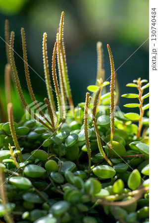 Closeup of blooming Peperomia Prostrata string of turtles houseplant in clay pot at home 130740484