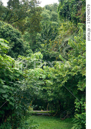 Lush greenery and path in the enchanting rainforest wilderness Lush greenery and path in the enchanting rainforest wilderness 130740679