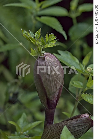 Wild Angelica Bud Wild Angelica Bud 130740900