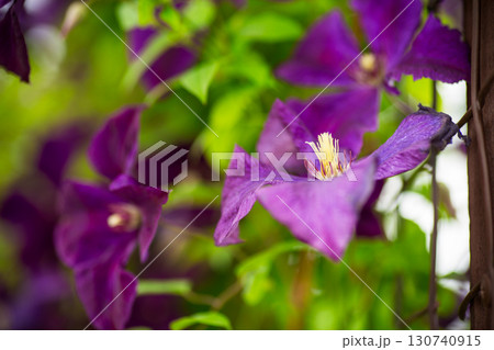 Blooming clematis with petal texture in the light 130740915