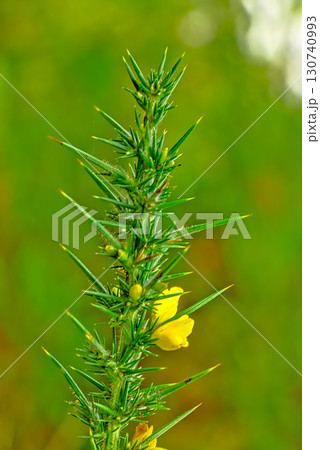 Gorse Bush Gorse Bush 130740993