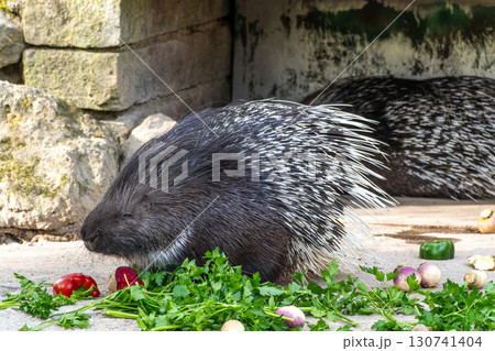 Indian crested Porcupine, Hystrix indica in a german nature park 130741404