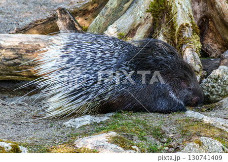 Indian crested Porcupine, Hystrix indica in a german nature park 130741409