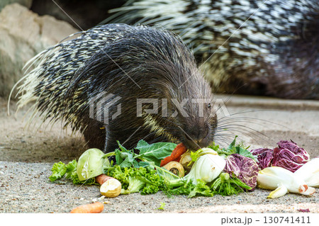 Indian crested Porcupine, Hystrix indica in a german nature park Indian crested Porcupine, Hystrix indica in a german nature park 130741411