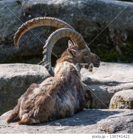 Alpine ibex, Capra ibex is a species of wild goat that lives in the mountains of the European Alps. 130741422