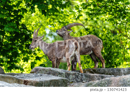 Alpine ibex, Capra ibex is a species of wild goat that lives in the mountains of the European Alps. Alpine ibex, Capra ibex is a species of wild goat that lives in the mountains of the European Alps. 130741423