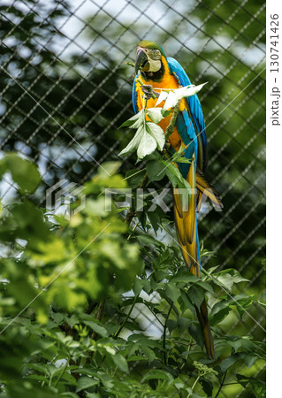 The Blue-and-yellow Macaw, Ara ararauna is a large South American parrot The Blue-and-yellow Macaw, Ara ararauna is a large South American parrot 130741426