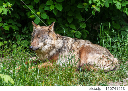 European Grey Wolf, Canis lupus in a german park 130741428