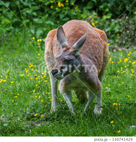 The red kangaroo, Macropus rufus is the largest of all kangaroos and the largest extant marsupial. 130741429