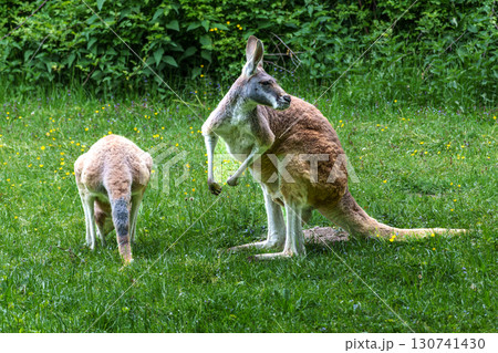 The red kangaroo, Macropus rufus is the largest of all kangaroos and the largest extant marsupial. 130741430