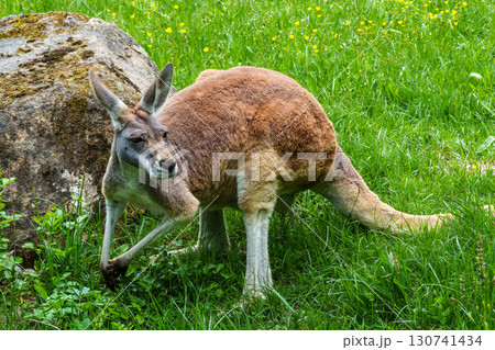 The red kangaroo, Macropus rufus is the largest of all kangaroos and the largest extant marsupial. 130741434
