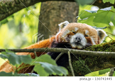 The red panda, Ailurus fulgens, also called the lesser panda. 130741445