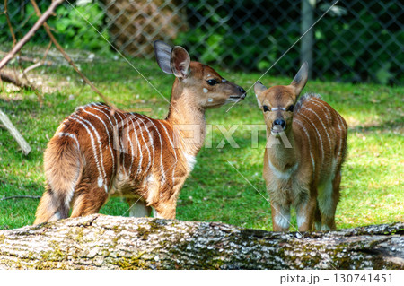 Baby Nyala Antelope - Tragelaphus angasii. Wild life animal. 130741451