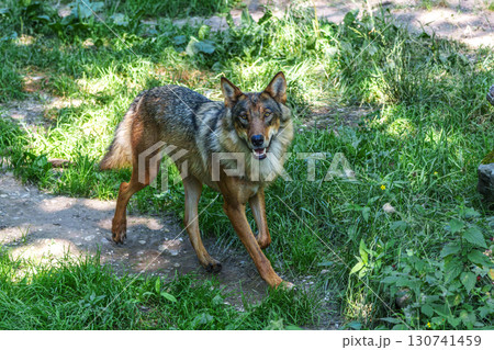 European Grey Wolf, Canis lupus in a german park 130741459