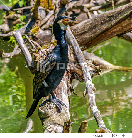 The great cormorant, Phalacrocorax carbo sitting on a branch The great cormorant, Phalacrocorax carbo sitting on a branch 130741463