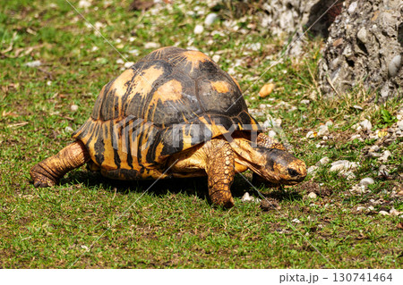 The radiated tortoise, Astrochelys radiata. This species is Critically Endangered and native Madagascar. The radiated tortoise, Astrochelys radiata. This species is Critically Endangered and native Madagascar. 130741464