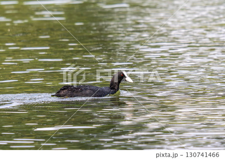 The Eurasian coot, Fulica atra swimming on the Kleinhesseloher Lake at Munich, Germany 130741466