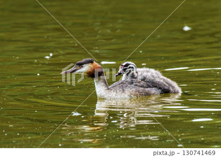 Family of Great Crested Grebe, Podiceps cristatus with beautiful orange colors, a water bird with red eyes. 130741469