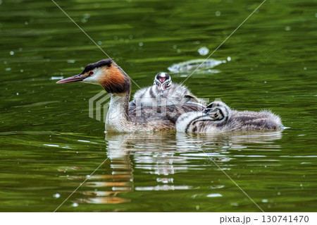 Family of Great Crested Grebe, Podiceps cristatus with beautiful orange colors, a water bird with red eyes. Family of Great Crested Grebe, Podiceps cristatus with beautiful orange colors, a water bird with red eyes. 130741470