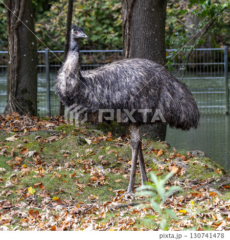 Emu, Dromaius novaehollandiae standing in grass in its habitat Emu, Dromaius novaehollandiae standing in grass in its habitat 130741478