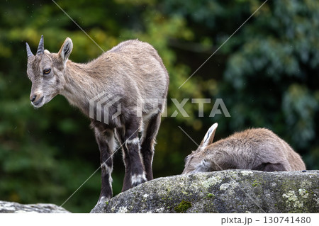 Young baby mountain ibex or capra ibex on a rock Young baby mountain ibex or capra ibex on a rock 130741480
