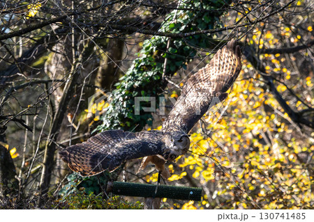 Siberian eagle owl, bubo bubo sibiricus. The biggest owl in the world 130741485
