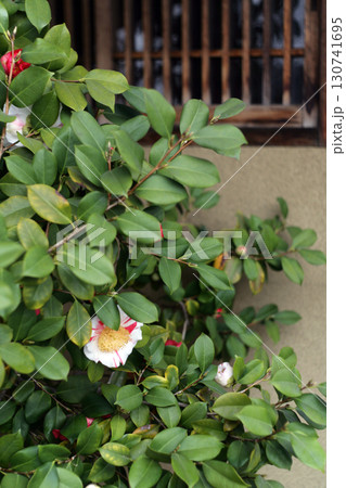 格子窓と山茶花の花 130741695