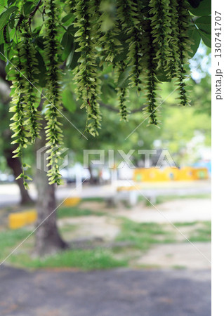 シナサワグルミの花 130741707