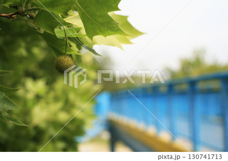 歩道橋とスズカケの実 歩道橋とスズカケの実 130741713