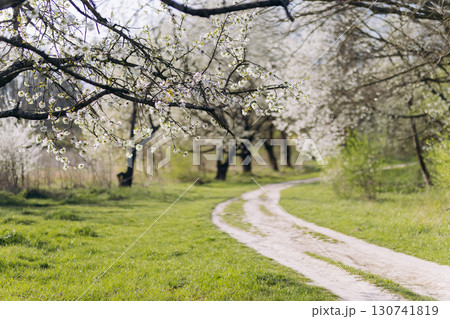 Scenic spring road winding through blooming cherry trees in the countryside Scenic spring road winding through blooming cherry trees in the countryside 130741819