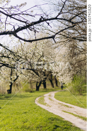 Spring path winding through blooming cherry trees in a sunny countryside landscape 130741820